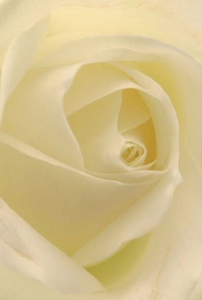 Viewed from nearby, this classic white rose emerges in gentle layers, each petal softly resting atop the next with the perfect harmony reminiscent of an East London morning. The coloration drifts between white and creamy ivory, subtly touched by golden undertones as daylight streams through a Mile End shop window. The texture is silk-smooth and plush, inviting the senses to imagine the fragile coolness of fresh petals beneath the fingertips. A spiral unravels at its heart, evoking purity, resilience, and sophistication-the very qualities cherished for Mile End ceremonies, apologies, or romantic gestures. Shadows gather and disperse within the bloom, bestowing depth and character shaped by both natural beauty and skilled local hands. Its quiet form glows with a cleanliness and serenity that's ever so fitting for any occasion, be it marking new beginnings or offering sympathy to a neighbour. This rose's presence is enhanced by the unspoken promise of fragrance-a subtle, sweet freshness echoing the gardens of nearby Victoria Park. Each detail, from the harmonious layering to careful selection, reflects the commitment of Mile End's florists to create moments of meaning for all who receive their blooms.